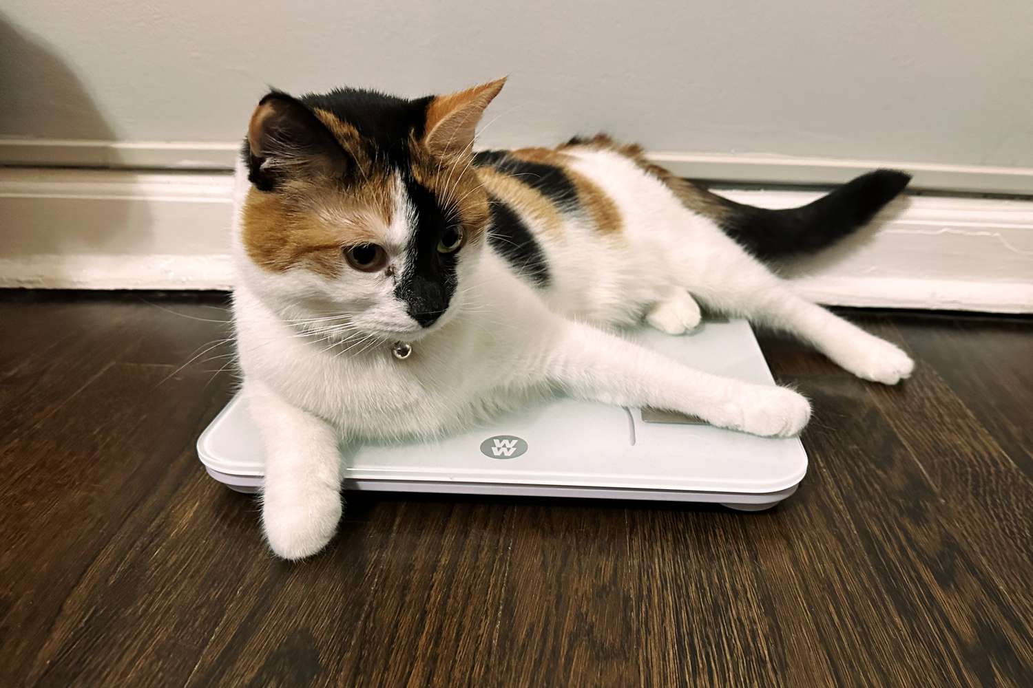 Cat lying on WW by Conair Bluetooth Body Analysis Bathroom Scale